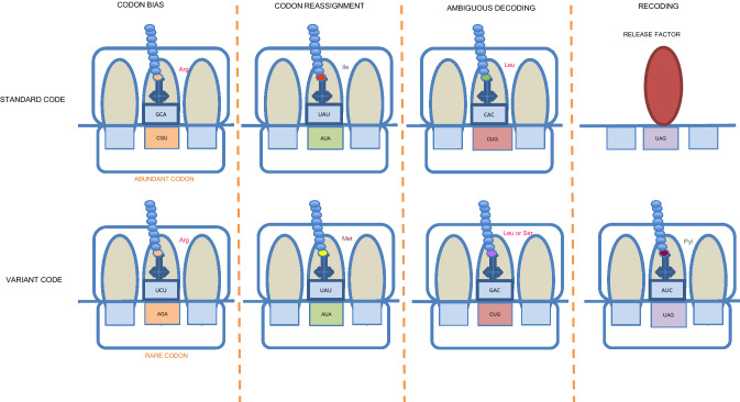 Genome recoding strategies to improve cellular properties: mechanisms and advances