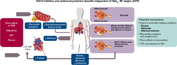 Sodium-Glucose Co-transporter 2 Inhibitors in Heart Failure: Recent Data and Implications for Practice.