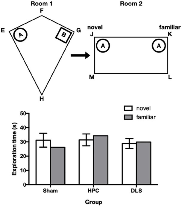 Spontaneous object-location memory based on environmental geometry is impaired by both hippocampal and dorsolateral striatal lesions.