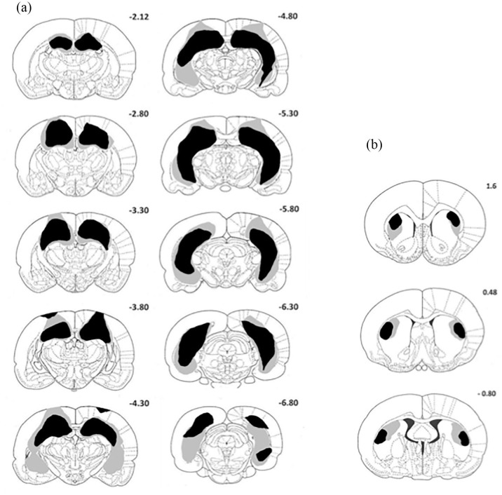 Spontaneous object-location memory based on environmental geometry is impaired by both hippocampal and dorsolateral striatal lesions.