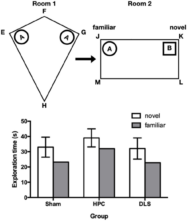 Spontaneous object-location memory based on environmental geometry is impaired by both hippocampal and dorsolateral striatal lesions.