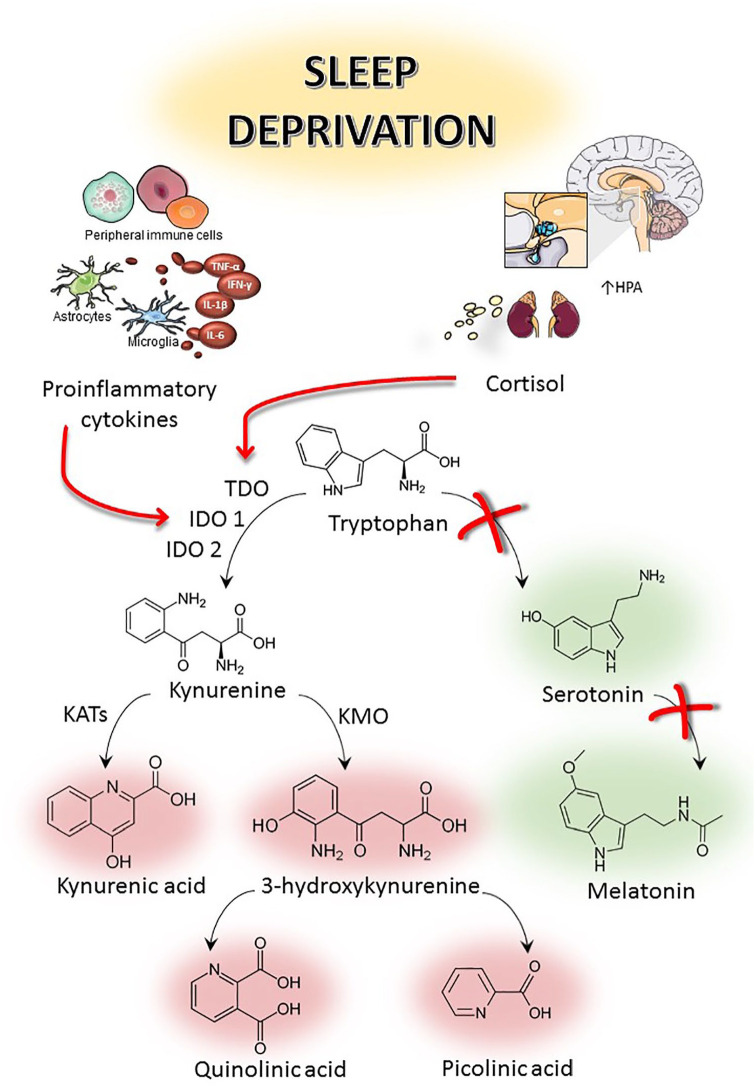 Effects of Sleep Deprivation on the Tryptophan Metabolism.