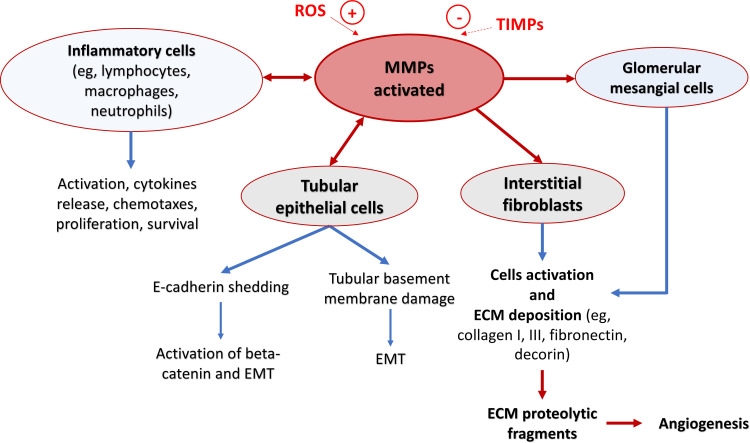 Matrix Metalloproteinases and Hypertension-Mediated Organ Damage: Current Insights.