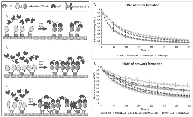 Increasing spatial resolution of photoregulated GTPases through immobilized peripheral membrane proteins.