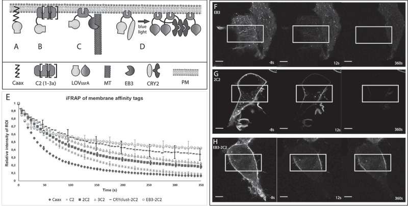 Increasing spatial resolution of photoregulated GTPases through immobilized peripheral membrane proteins.