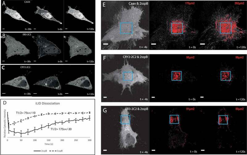 Increasing spatial resolution of photoregulated GTPases through immobilized peripheral membrane proteins.