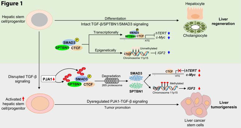 Dysregulated PJA1-TGF-β signaling in cancer stem cell-associated liver cancers.