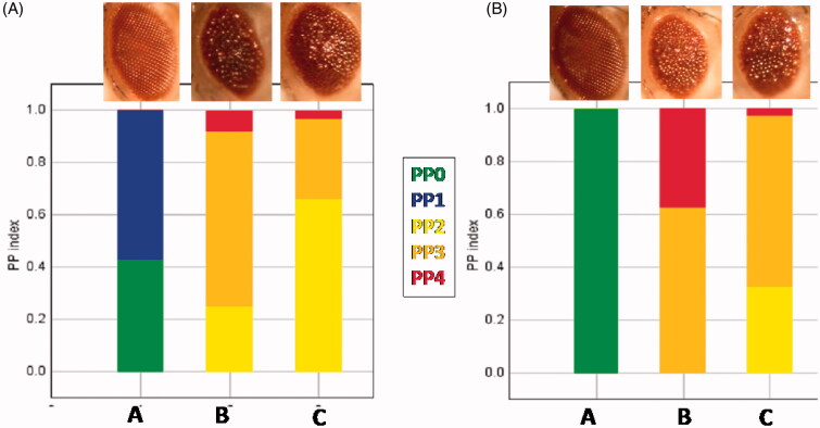 Distinctive alteration in the expression of autophagy genes in Drosophila models of amyloidopathy and tauopathy.