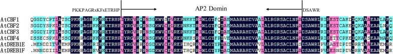 Evolutionary history of the C-repeat binding factor/dehydration-responsive element-binding 1 (CBF/DREB1) protein family in 43 plant species and characterization of CBF/DREB1 proteins in Solanum tuberosum.