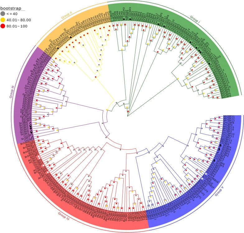 Evolutionary history of the C-repeat binding factor/dehydration-responsive element-binding 1 (CBF/DREB1) protein family in 43 plant species and characterization of CBF/DREB1 proteins in Solanum tuberosum.