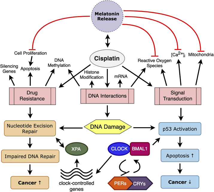 Cisplatin's dual-effect on the circadian clock triggers proliferation and apoptosis