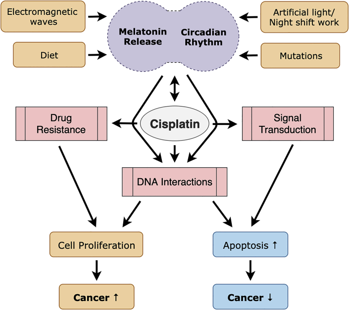 Cisplatin's dual-effect on the circadian clock triggers proliferation and apoptosis