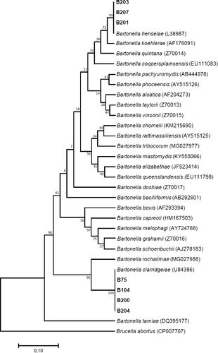 Molecular detection of Bartonella henselae, Bartonella clarridgeiae and Rickettsia felis in cat and dog fleas in Tenerife, Canary Islands, Spain