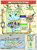 Neuron-glia: understanding cellular copper homeostasis, its cross-talk and their contribution towards neurodegenerative diseases