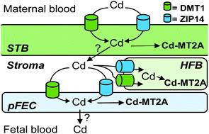 Human placental cell line HTR-8/SVneo accumulates cadmium by divalent metal transporters DMT1 and ZIP14†