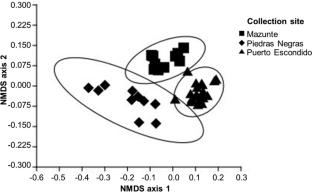 Highly divergent cuticular hydrocarbon profiles in the cleptobiotic ants of the Ectatomma ruidum species complex