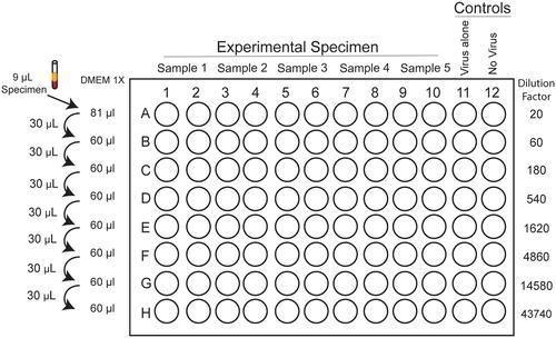 Development of a Rapid Focus Reduction Neutralization Test Assay for Measuring SARS-CoV-2 Neutralizing Antibodies