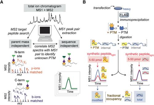 Discovery of Electrophiles and Profiling of Enzyme Cofactors