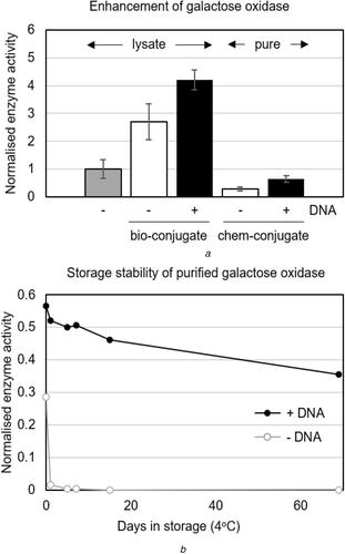 Data-driven enzyme immobilisation: a case study using DNA to immobilise galactose oxidase