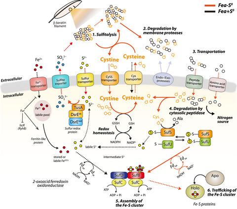 The sulfur formation system mediating extracellular cysteine-cystine recycling in Fervidobacterium islandicum AW-1 is associated with keratin degradation