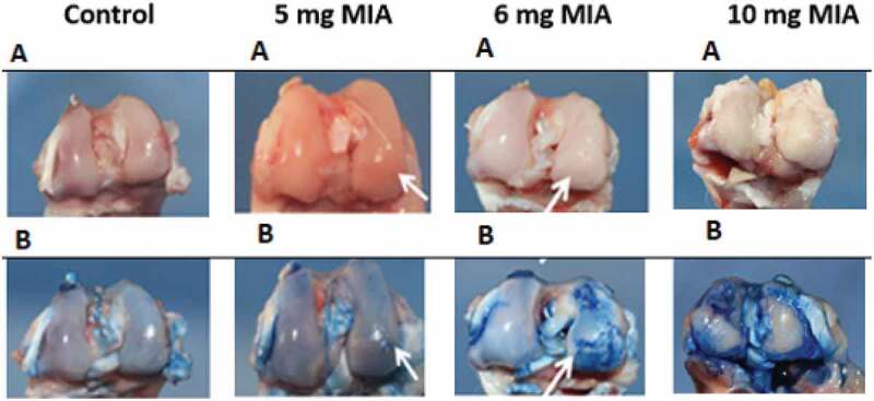 Animal models of osteoarthritis: characterization of a model induced by Mono-Iodo-Acetate injected in rabbits.