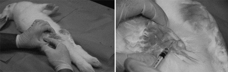 Animal models of osteoarthritis: characterization of a model induced by Mono-Iodo-Acetate injected in rabbits.