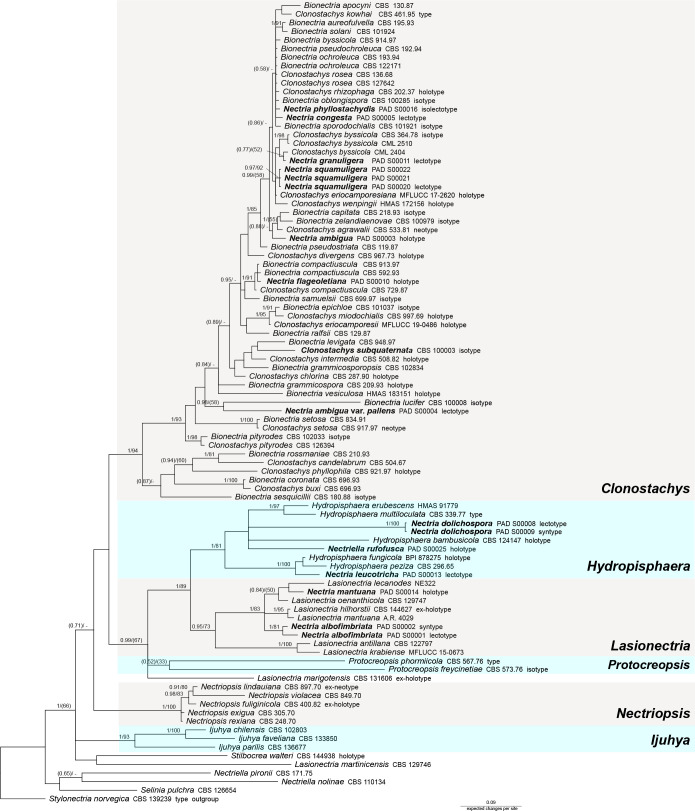 Illuminating type collections of nectriaceous fungi in Saccardo's fungarium.