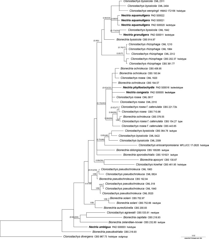 Illuminating type collections of nectriaceous fungi in Saccardo's fungarium.