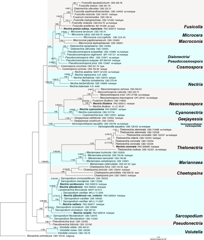 Illuminating type collections of nectriaceous fungi in Saccardo's fungarium.