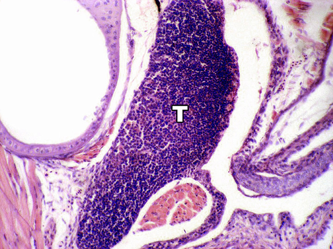 Ultrastructural study of the thymus of Mugil liza Valenciennes, 1836 juveniles