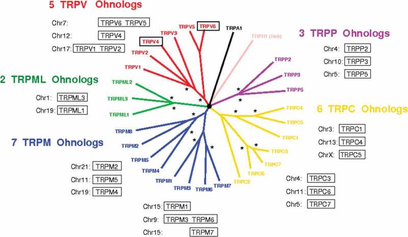 Mutations in calmodulin-binding domains of TRPV4/6 channels confer invasive properties to colon adenocarcinoma cells.