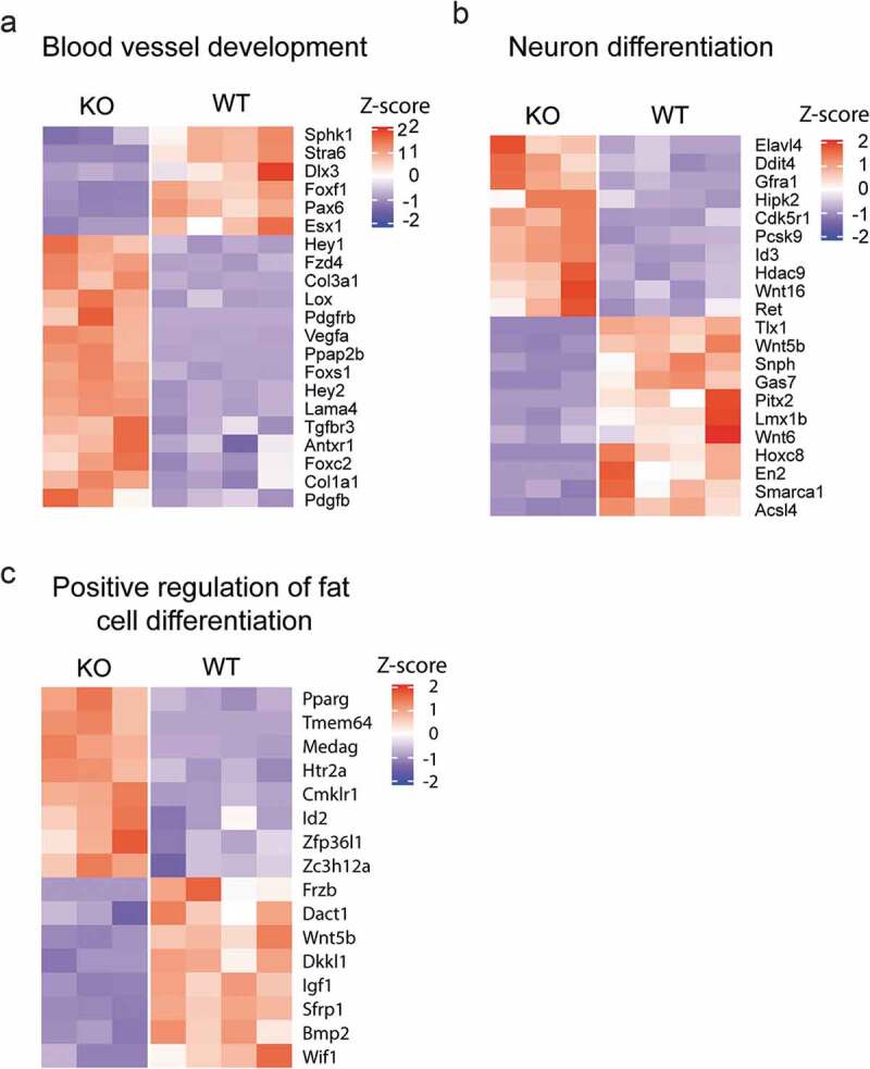 Emerging roles of cytoskeletal proteins in regulating gene expression and genome organization during differentiation.