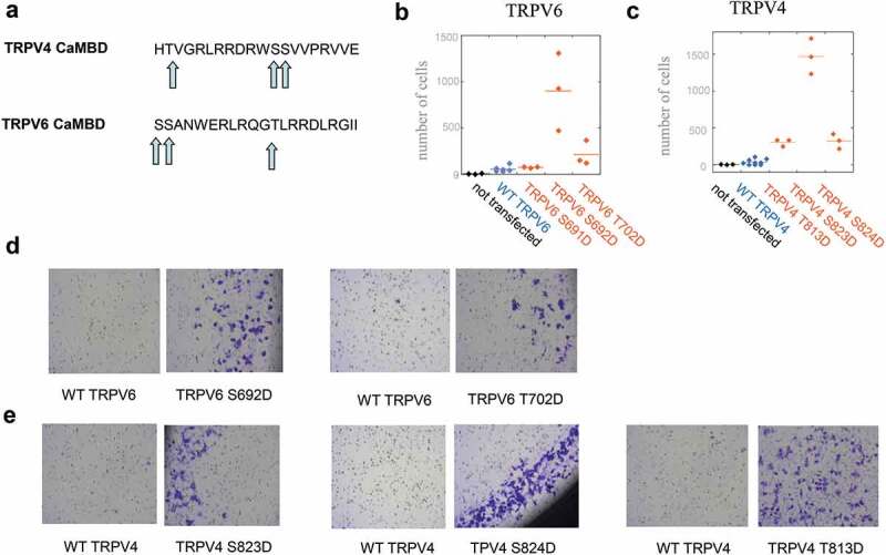 Mutations in calmodulin-binding domains of TRPV4/6 channels confer invasive properties to colon adenocarcinoma cells.