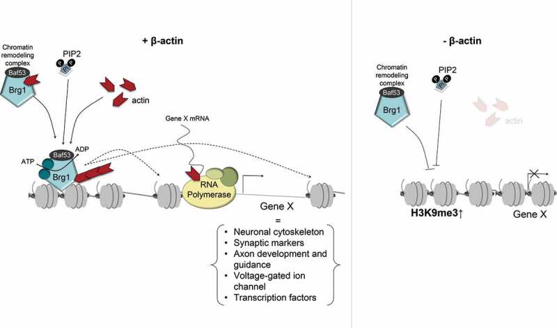 Emerging roles of cytoskeletal proteins in regulating gene expression and genome organization during differentiation.