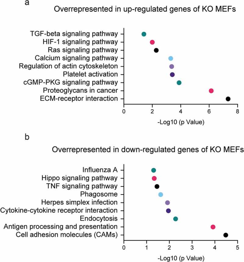 Emerging roles of cytoskeletal proteins in regulating gene expression and genome organization during differentiation.