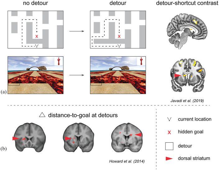 Striatal and hippocampal contributions to flexible navigation in rats and humans.