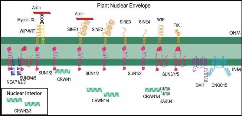 Recent advances in understanding the biological roles of the plant nuclear envelope.