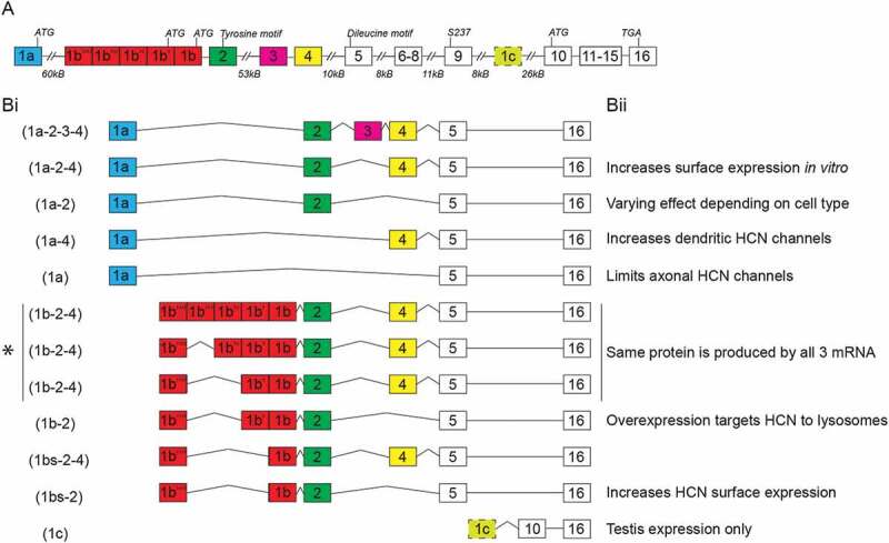 The structure and function of TRIP8b, an auxiliary subunit of hyperpolarization-activated cyclic-nucleotide gated channels.