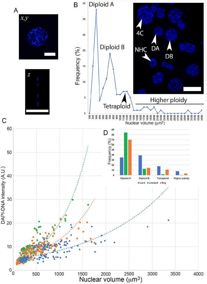 Dietary Fat Quality in Normolipidic Diets Affects Hepatocyte's Nuclear Phenotypes.