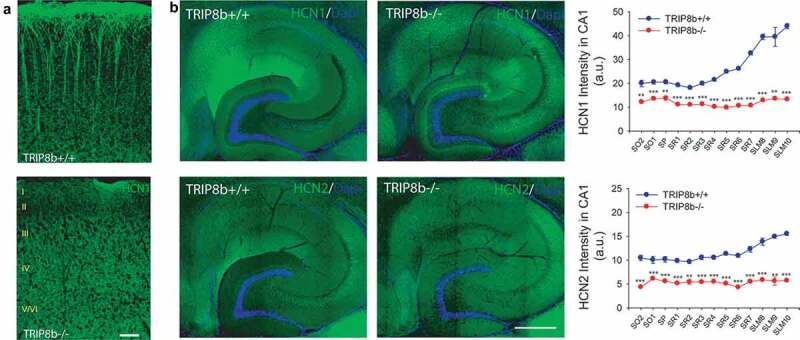 The structure and function of TRIP8b, an auxiliary subunit of hyperpolarization-activated cyclic-nucleotide gated channels.