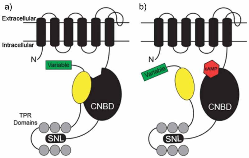 The structure and function of TRIP8b, an auxiliary subunit of hyperpolarization-activated cyclic-nucleotide gated channels.