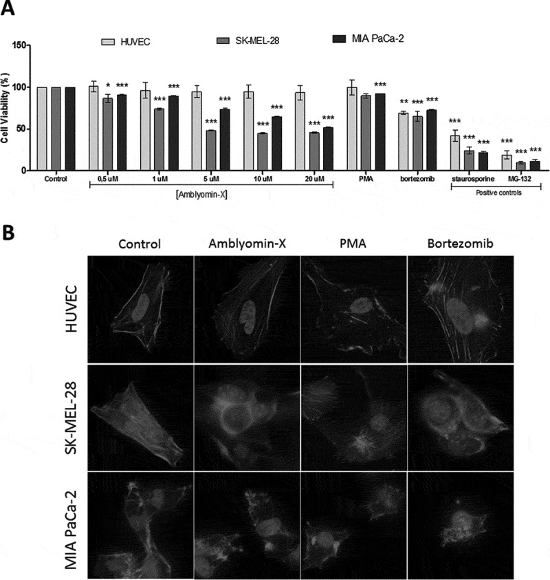 Amblyomin-X, a recombinant Kunitz-type inhibitor, regulates cell adhesion and migration of human tumor cells.