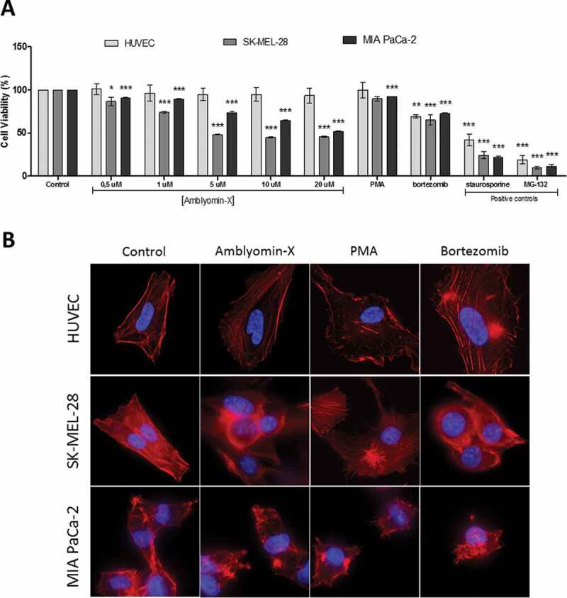 Amblyomin-X, a recombinant Kunitz-type inhibitor, regulates cell adhesion and migration of human tumor cells.