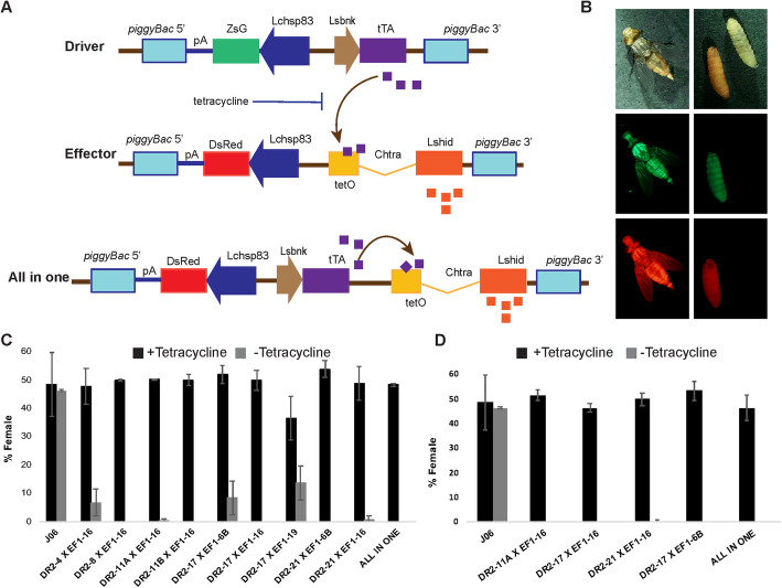 An early female lethal system of the New World screwworm, Cochliomyia hominivorax, for biotechnology-enhanced SIT.