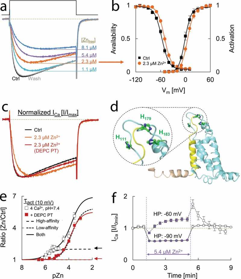 Ca<sub>v</sub>2.3 channel function and Zn<sup>2+</sup>-induced modulation: potential mechanisms and (patho)physiological relevance.