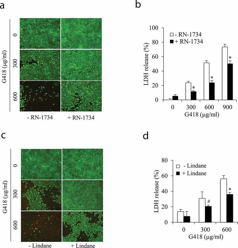 Gap junctions amplify TRPV4 activation-initiated cell injury via modification of intracellular Ca<sup>2+</sup> and Ca<sup>2+</sup>-dependent regulation of TXNIP.