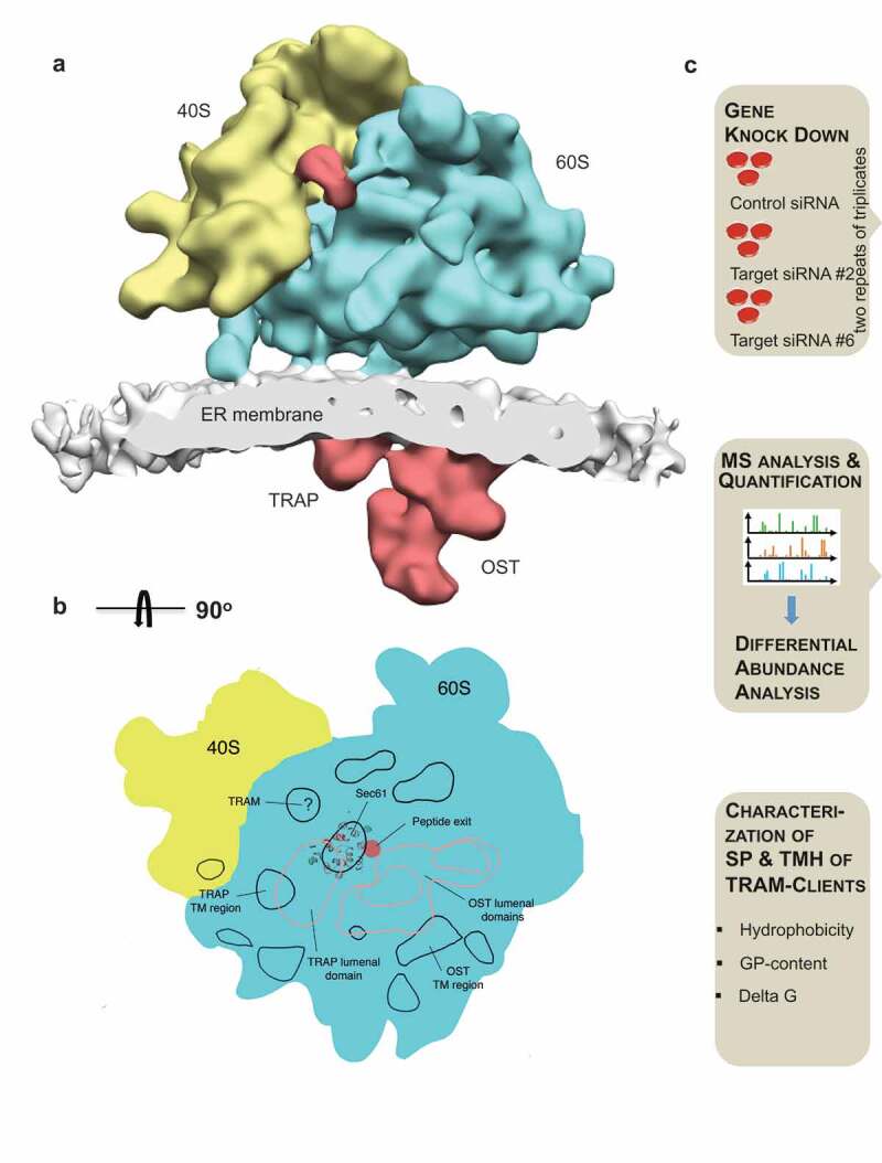 TRAM1 protein may support ER protein import by modulating the phospholipid bilayer near the lateral gate of the Sec61-channel.