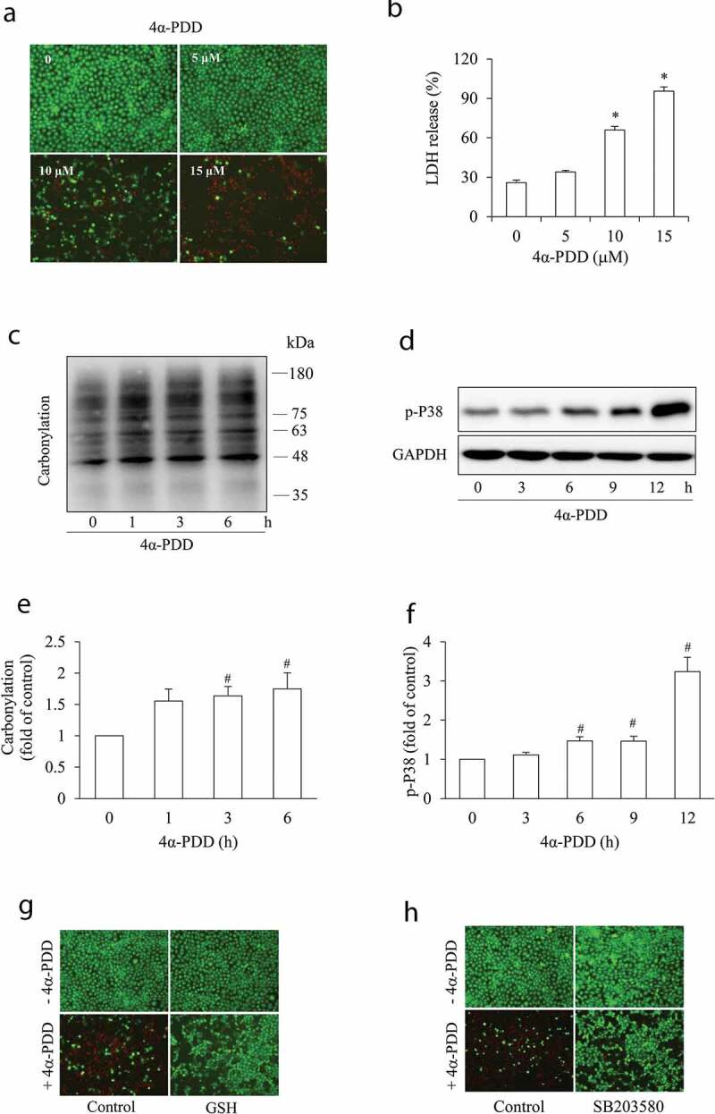 Gap junctions amplify TRPV4 activation-initiated cell injury via modification of intracellular Ca<sup>2+</sup> and Ca<sup>2+</sup>-dependent regulation of TXNIP.