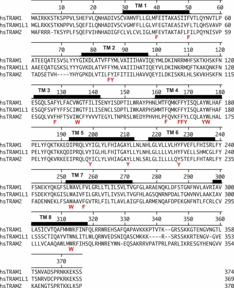 TRAM1 protein may support ER protein import by modulating the phospholipid bilayer near the lateral gate of the Sec61-channel.