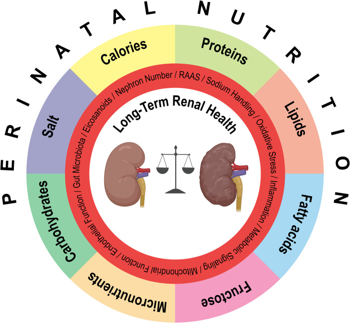 Impact of early-life diet on long-term renal health.